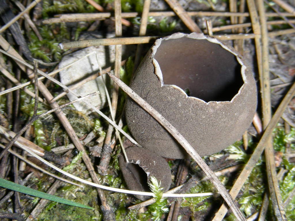 Funghi primaverili ...